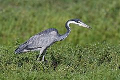 Black-headed Heron